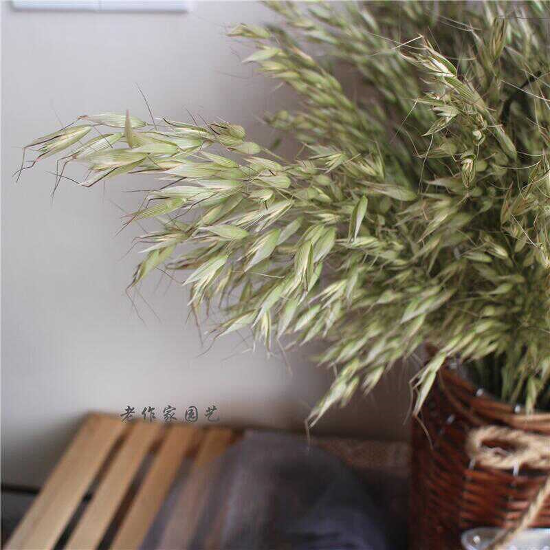 天然原色大燕麦干束真客厅拍照橱道具文艺拍照饰
