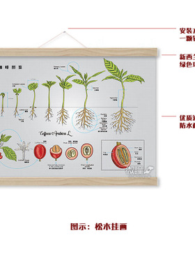 阿拉比卡云南小粒咖啡生豆图鉴咖啡知识文化挂画海报咖啡店装饰画