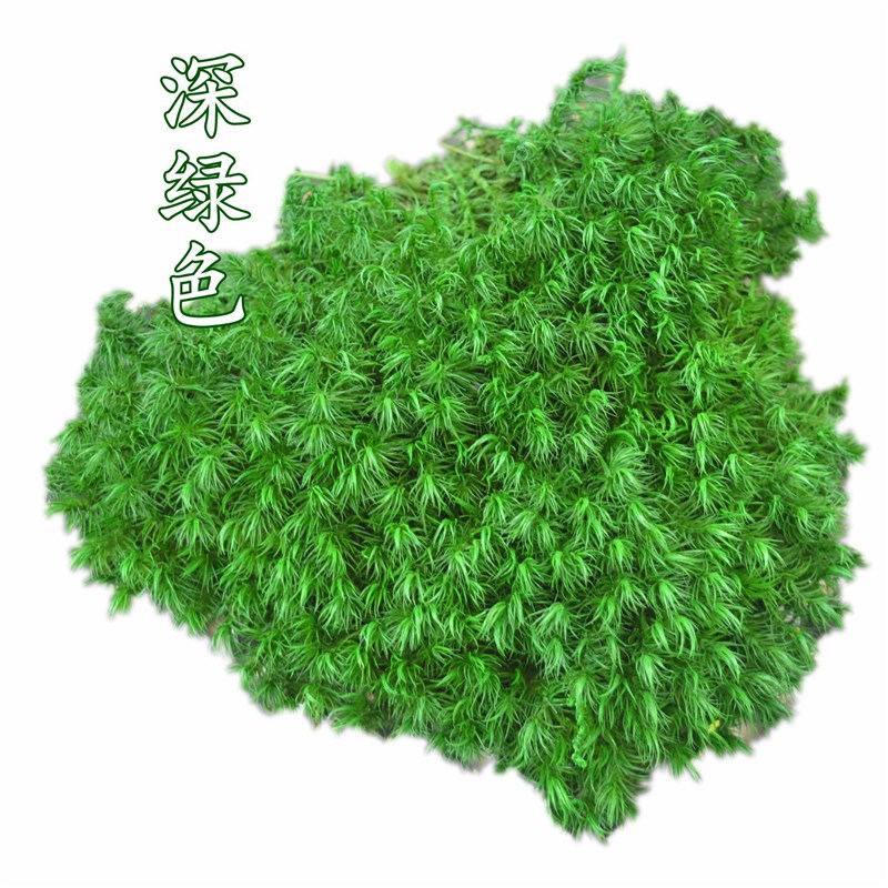 永生苔藓狭叶白发藓曲尾藓枯山水苔藓墙室内干景软装绿苔
