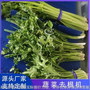 供应油麦菜去根机 连续式韭薹韭黄切根设备 全自动西葫芦去根机