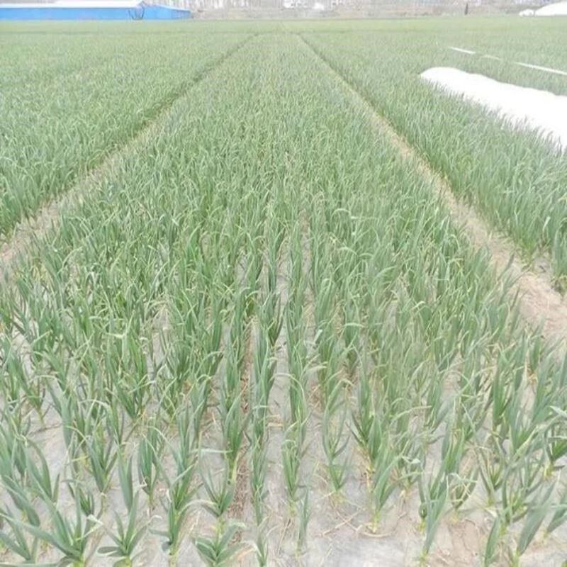 种大蒜膜塑料布儿盖蒜膜地膜种植农用白色膜保温保湿