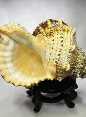 天然海螺贝鱼缸造景地中海装饰品