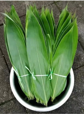 一件代发真空大叶鲜新鲜粽子叶真