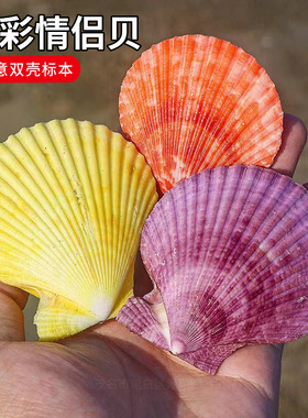 天然七彩情侣贝紫色墙贴壁家居鱼