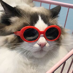 宠物墨镜猫咪模特时尚爱心眼镜太阳镜狗狗沙滩海边拍照墨镜批发