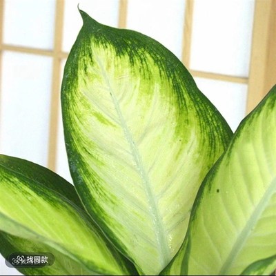 【水培玛丽安】万年青粉黛30-40cm水培办公室桌面高颜值清新绿植