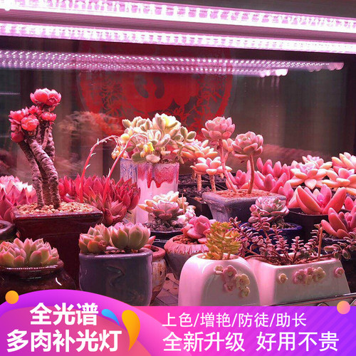 全光谱多肉上色防徒补光灯 仿太阳光 室内育苗食虫卉生长灯