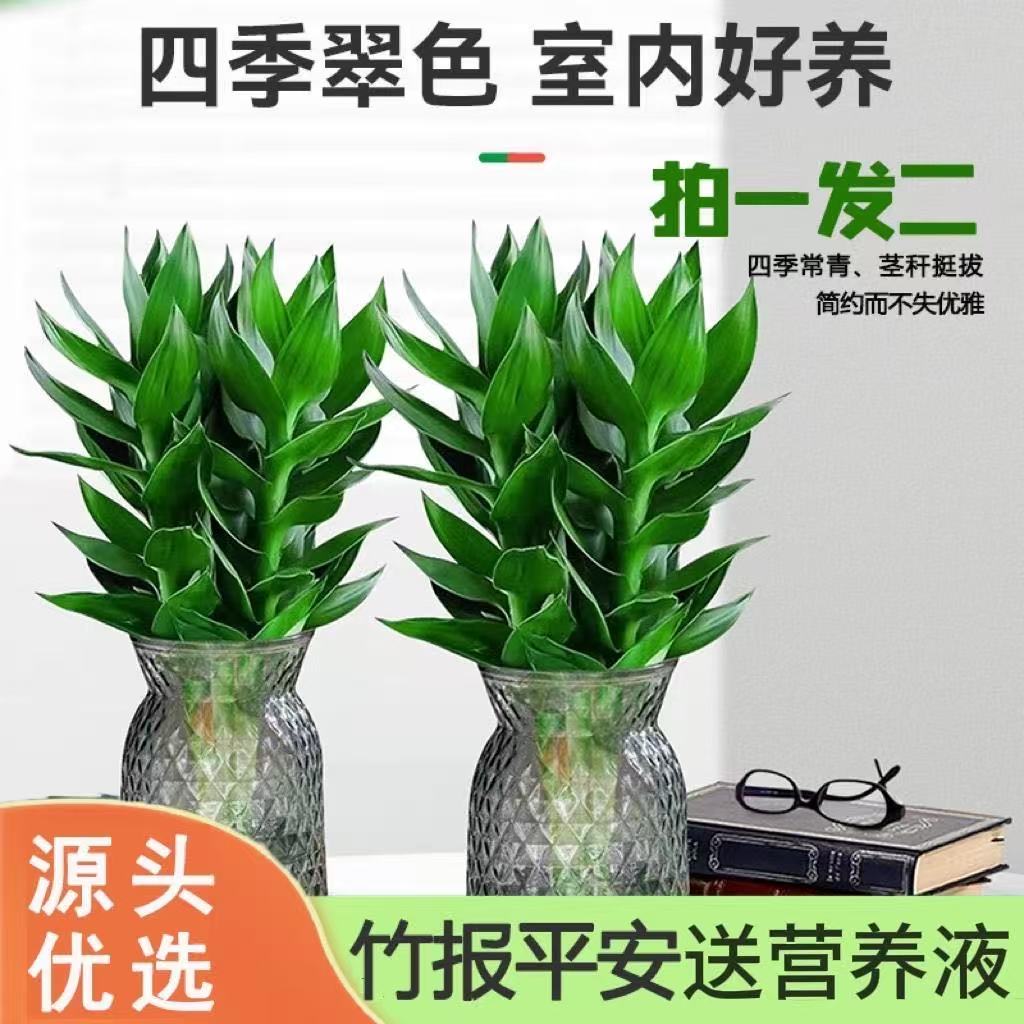 水培观音竹富贵竹室内盆栽植物花卉绿植客厅四季常绿盆栽净化空气
