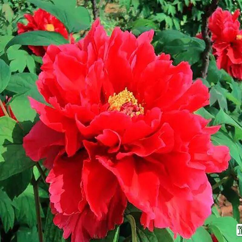 牡丹花苗盆栽正宗洛阳带花苞牡丹花种大苗牡丹花树苗缠枝重瓣花卉