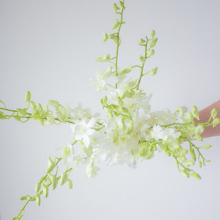 洋兰鲜花千代兰鲜切花直批云南直发家用瓶插花花期长情人节