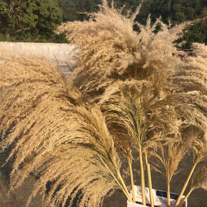天然芦苇荡大芦苇蒲苇干婚庆拍照客厅落地蓬松永生支