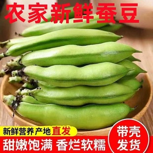 云南本地2026新鲜蚕豆带壳鲜豆角生的胡豆当季蔬菜兰花豆现摘