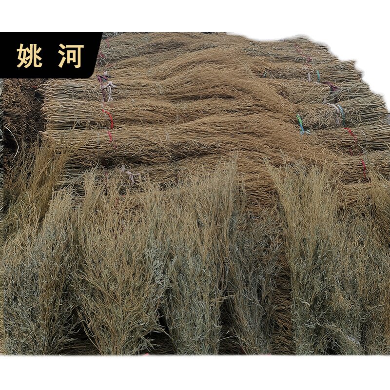 姚河竹枝金枝竹苗竹条扫帚条竹扫把原材料竹子毛竹落叶老枝户