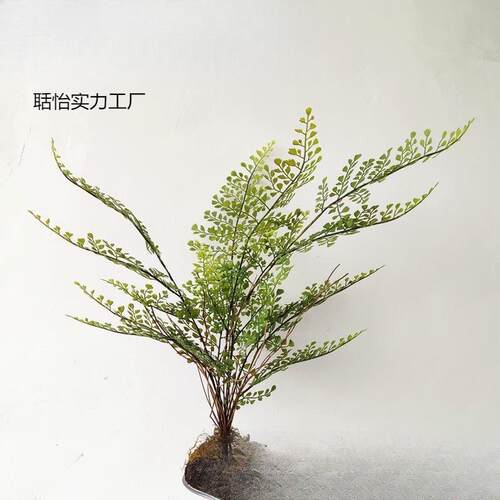 蕨类植物盆栽蕨叶竹子盆栽景新中式样板房装饰茶室摆件