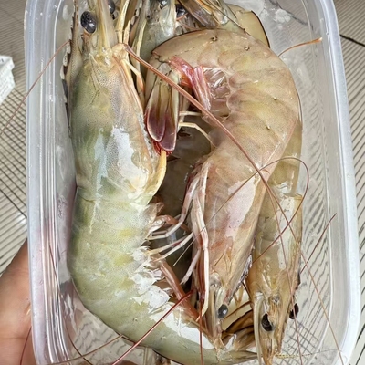 渤海湾烟台海鲜生鲜冻虾大虾水产