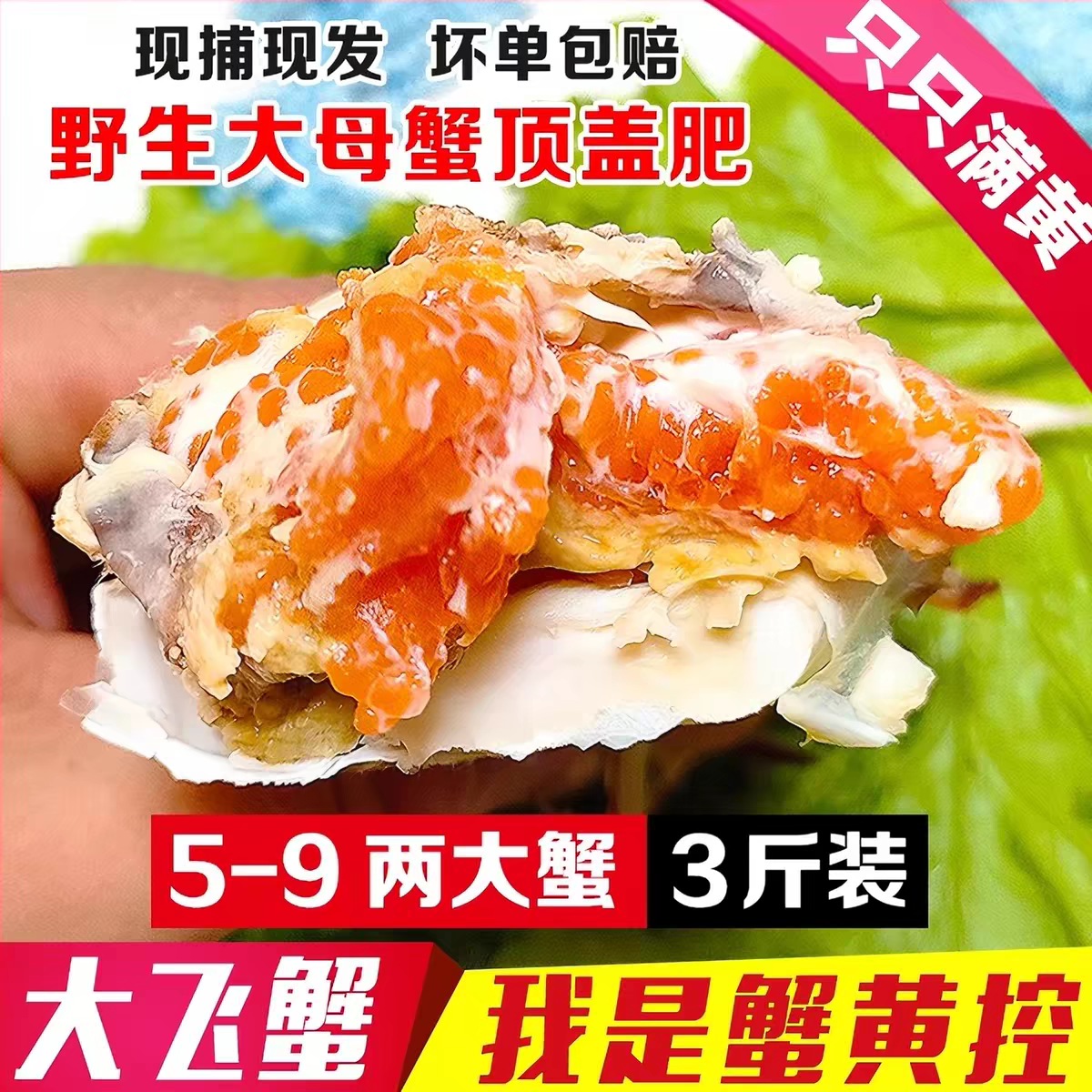 【保鲜不保活】活发烟台大飞蟹全母蟹满黄膏蟹莱州湾梭子蟹红膏蟹