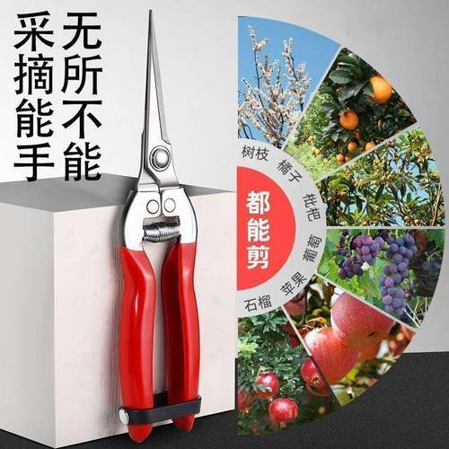 不锈钢摘果剪园艺剪刀修枝剪葡萄火龙果剪采摘花椒神器专用剪