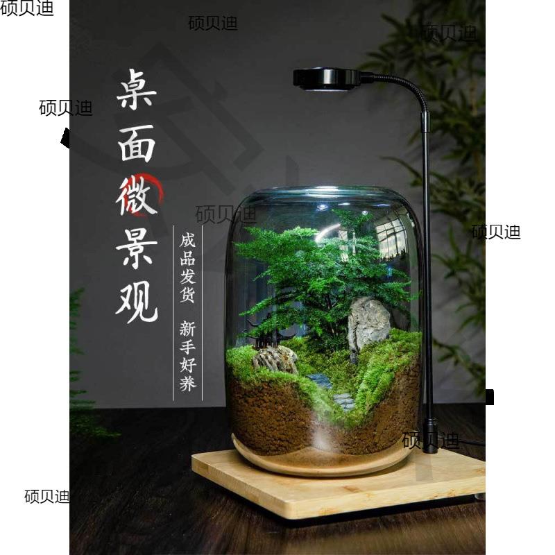 桌面微景观生命之树生态瓶创意盆栽办公室绿植成品盆景好养活青苔