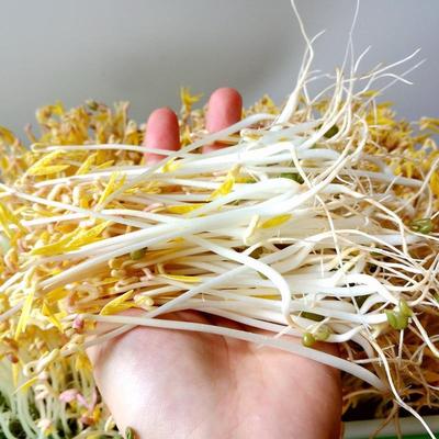 新货发豆专用北绿豆5芽EUP东农家种中粒2斤大自明绿豆芽豆生粗小