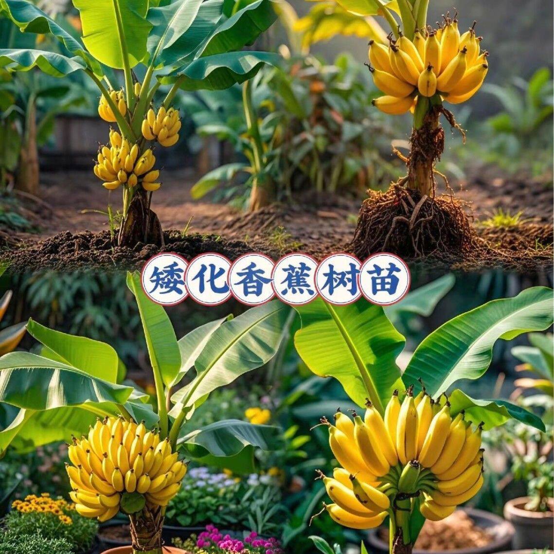 芭蕉树苗盆栽地栽芭蕉粉蕉耐寒矮化香蕉苗南方北方四季庭院果树苗