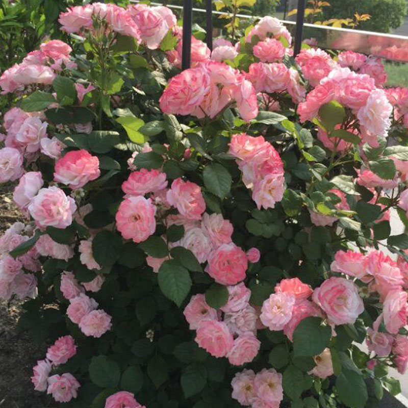 樱霞藤本月季花大苗四季开花阳台庭院爬藤蔷薇花卉植物强耐病耐热