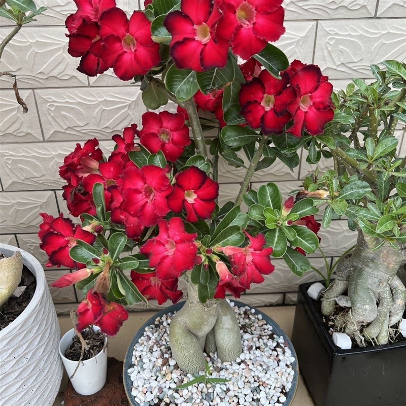 【两位数带走】沙漠w玫瑰花开花庭院花园勤花多花