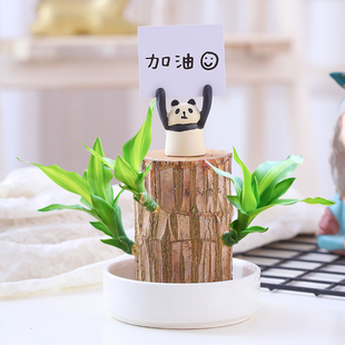 巴西木带芽水养幸运木格鲁特开花水培植物室内小盆栽桌面好养绿植