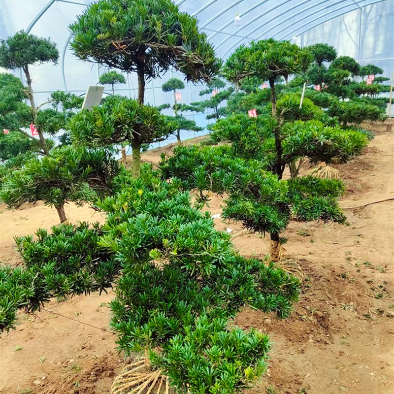 罗汉松造型树原生小叶雀舌罗汉松可地栽盆V栽一对一选树