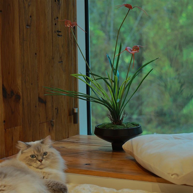 仿真绿植装饰猴面兰软装陈设茶室民宿搭配物