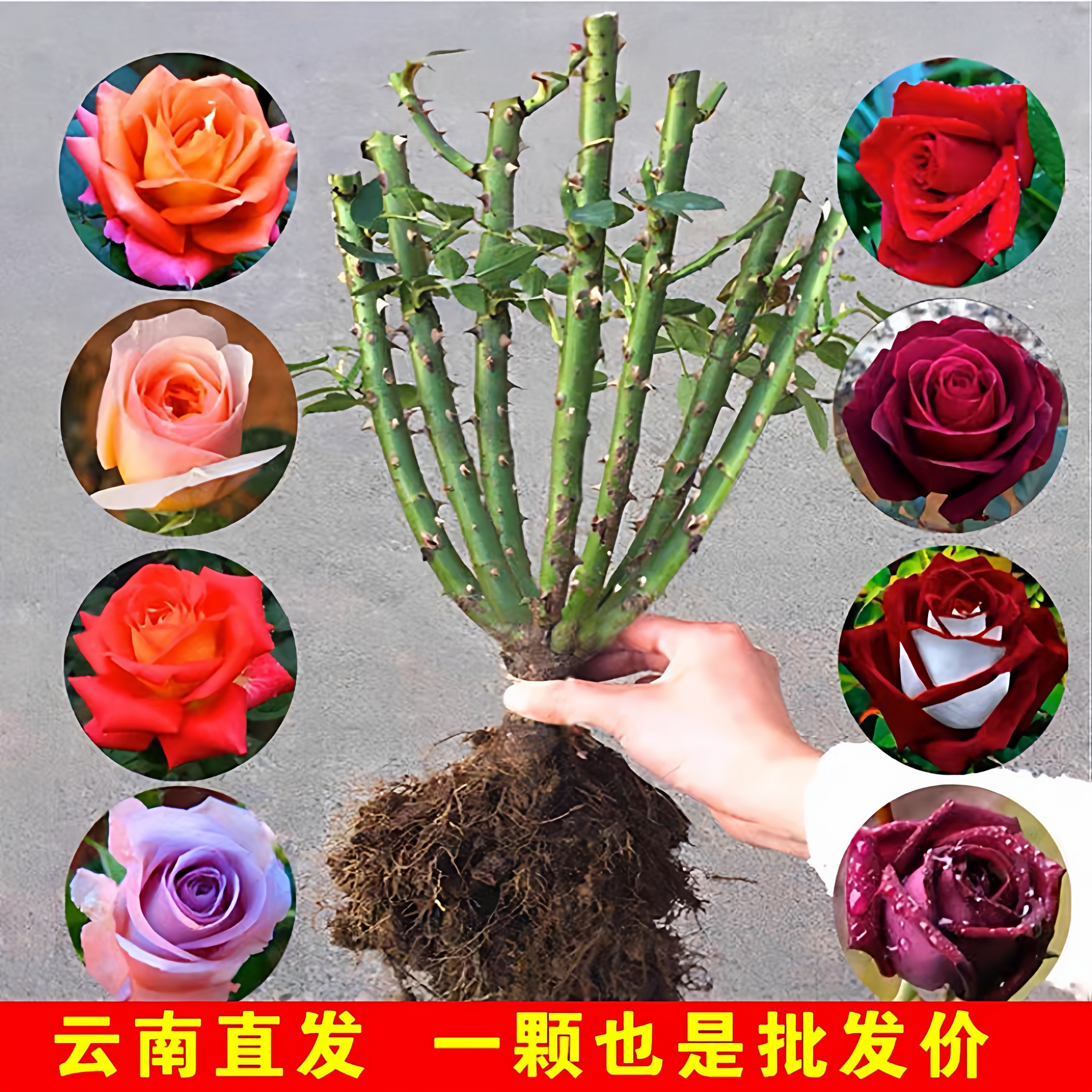 云南发货玫瑰蔷薇玫瑰花苗多季开