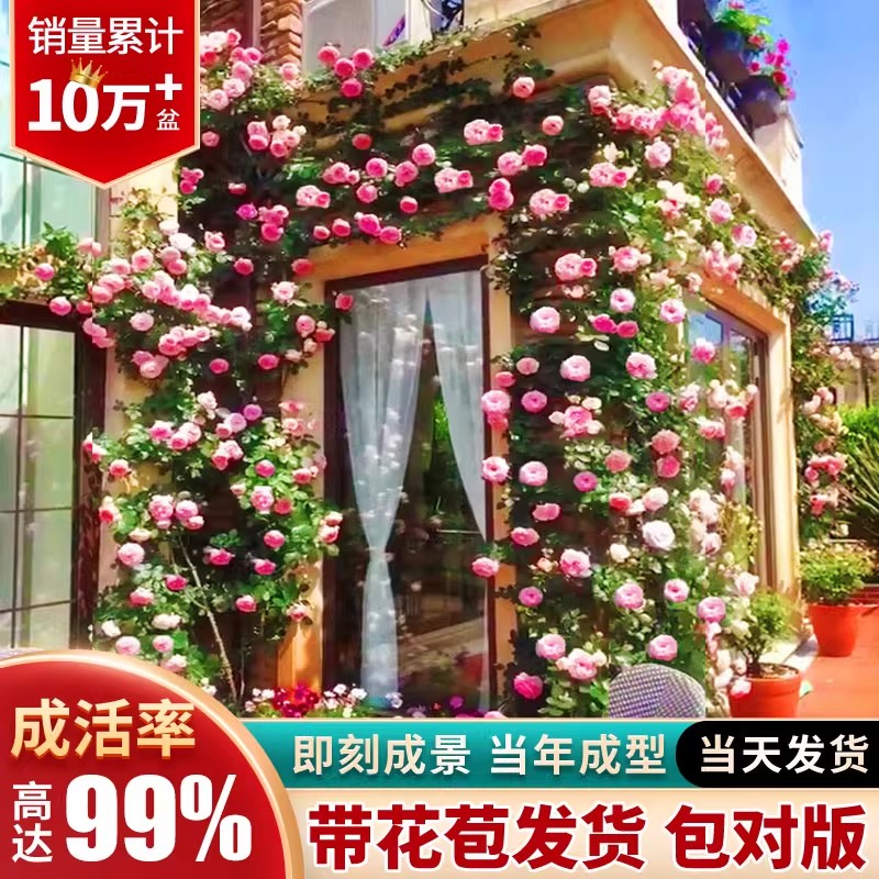 【2米母系特大苗】爬藤月季母系蔷薇特大苗植物室外庭院四季开花