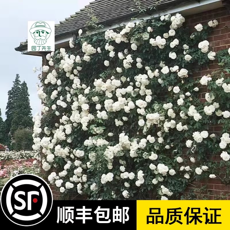 藤冰山白色月季花苗大型藤本攀援花卉庭院阳台爬藤蔷薇花园玫瑰花