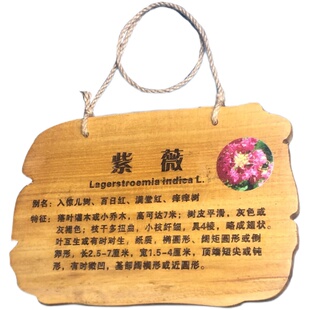 植树节树木挂牌木介绍牌品名吊牌幼儿园认养防腐标识牌