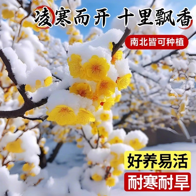 腊梅花树苗盆栽室内桌面花卉阳台老桩矮化年宵花地栽四季开花绿植