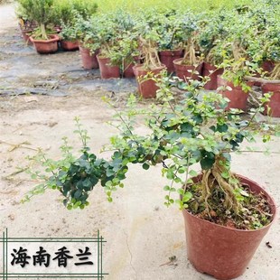 提根飘枝海南香兰老桩盆景花浓香悬崖造型博兰临水花园植物盆栽