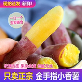 正宗农家种植海南小香薯新鲜番薯板栗红薯地瓜软糯金手指小拇指果