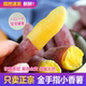 正宗农家种植海南小香薯新鲜番薯板栗红薯地瓜软糯金手指小拇指果