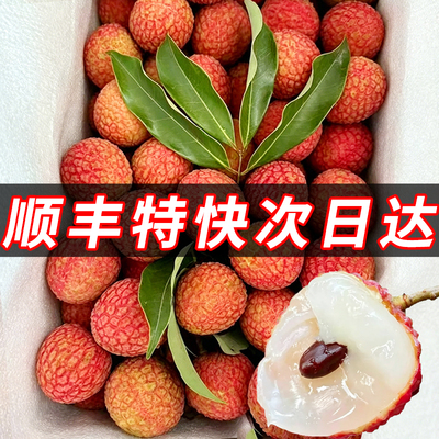 【空运】老树大果新鲜现摘荔枝