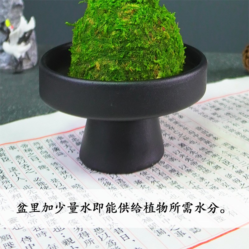 花叶络石狼尾蕨菖蒲小盆栽中式盆景室内室外绿植微观水培苔藓植物