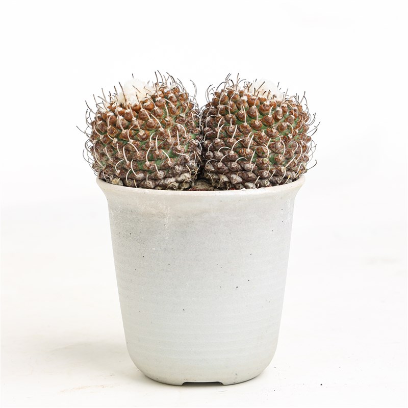 【朴原】安德森仙人球娇丽球属实生潮流块根多肉盆栽绿植老桩阳台