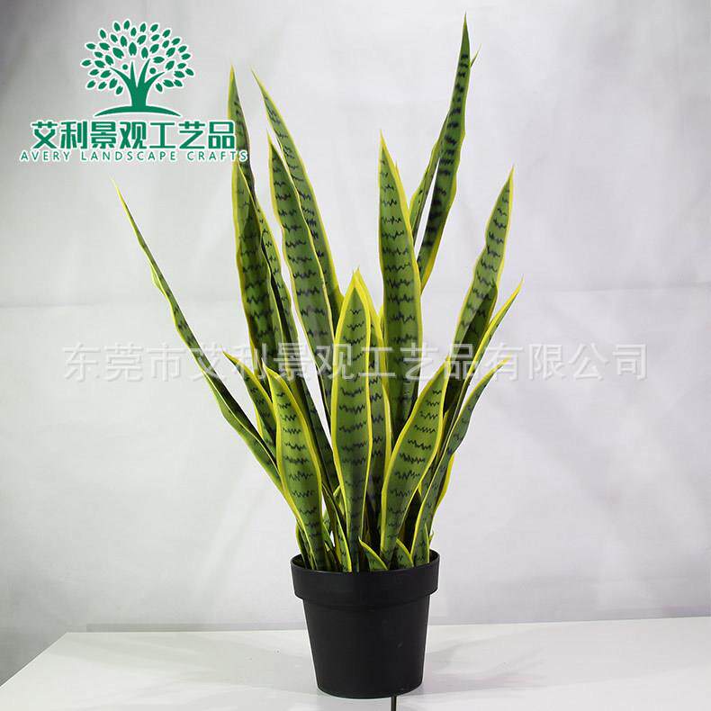 金边虎皮兰盆栽 室内热带剑兰绿植造景 植物假树盆景