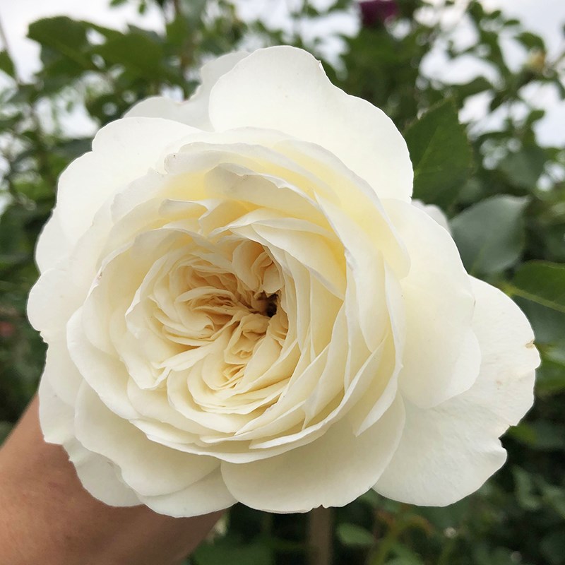 柴夫斯基爬藤月季母本大苗庭院多季蔷薇花苗藤本大花玫瑰花地栽