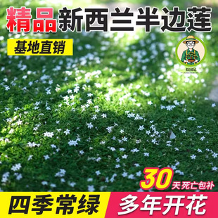 拾园记【新西兰半边莲直播间】盆栽庭院耐寒耐热多年宿根开花地被