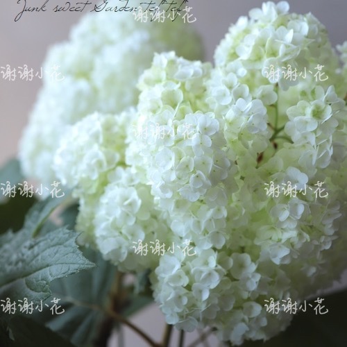 谢谢小花 栎叶绣球 和声 哈曼尼 多年生花卉耐热耐寒灌木盆栽植物