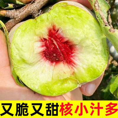 脆甜青州蜜桃新鲜水果