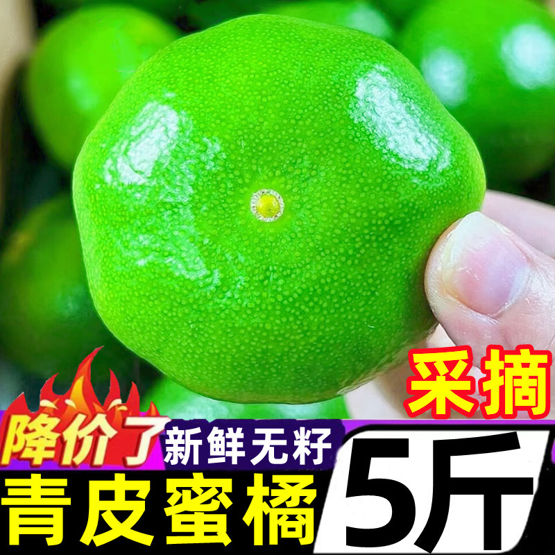 正宗云南青皮蜜橘5斤新鲜水果当季酸甜蜜桔柑橘桔子孕妇大果整箱