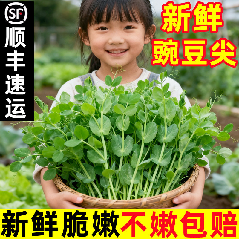四川豌豆尖新鲜豌豆苗