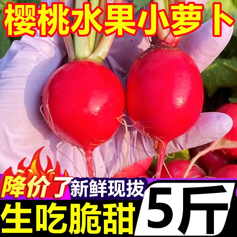 正宗水果樱桃萝卜新鲜5斤当季蔬菜红丁小萝卜甜脆青潍坊胡萝卜,水产肉类/新鲜蔬果/熟食,萝卜/胡萝卜,淘宝优惠券,粉丝福利购,淘宝优惠卷