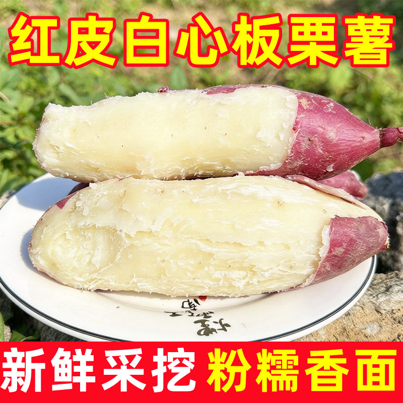 正宗红皮白心板栗薯粉糯
