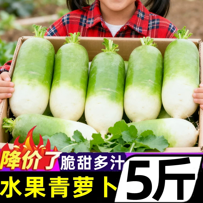 山东潍坊水果青萝卜5斤沙窝萝卜生吃脆甜水果型新鲜蔬菜天津特产